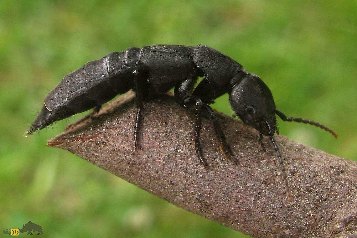 اسب شیطان؛ سوسک ترسناک و بدبوی شبیه عقرب که شیطان سوارش می‌شود