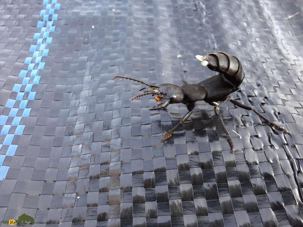 اسب شیطان؛ سوسک ترسناک و بدبوی شبیه عقرب که شیطان سوارش می‌شود