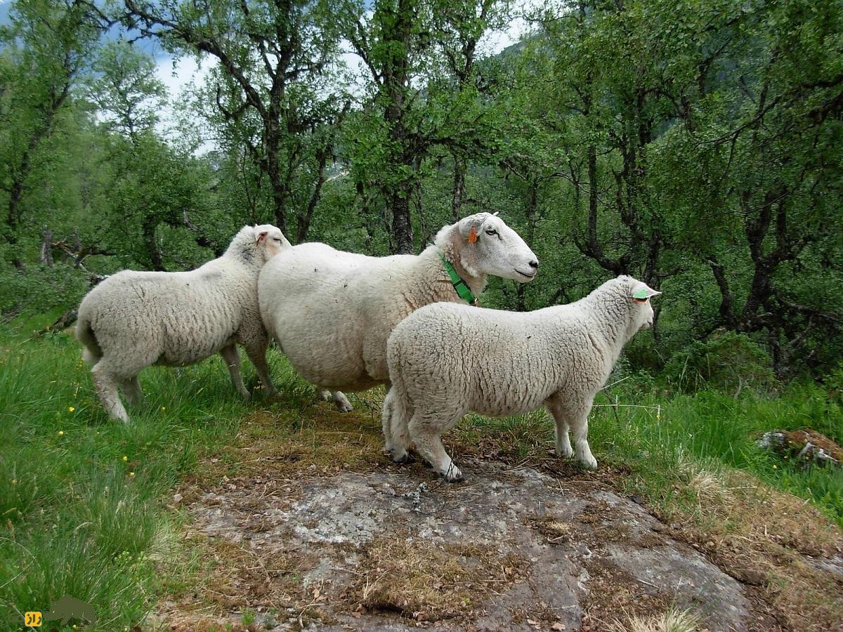 گوسفند خز دالا؛ گوسفند سوئدی که بهترین نژاد گوسفند در اروپای شمالی است