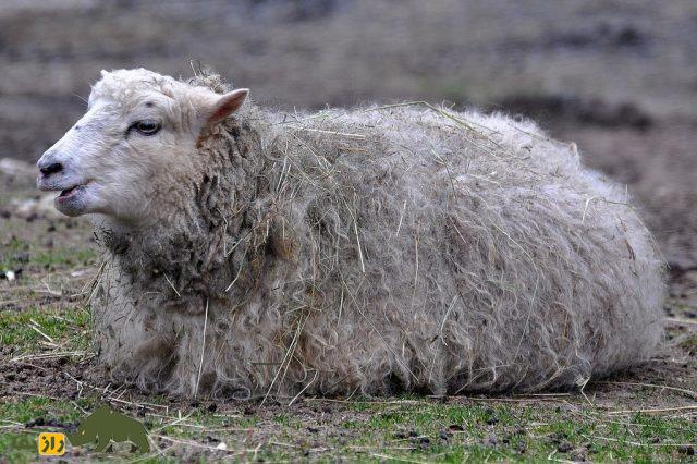 گوسفند خز دالا؛ گوسفند سوئدی که بهترین نژاد گوسفند در اروپای شمالی است