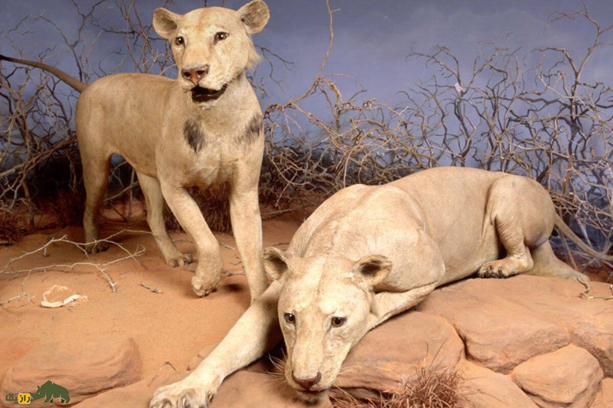 شیر‌های آدم‌خوار؛ داستان هولناک دو شیر غول‌پیکر که ۳۰ کارگر را زنده زنده خوردند!