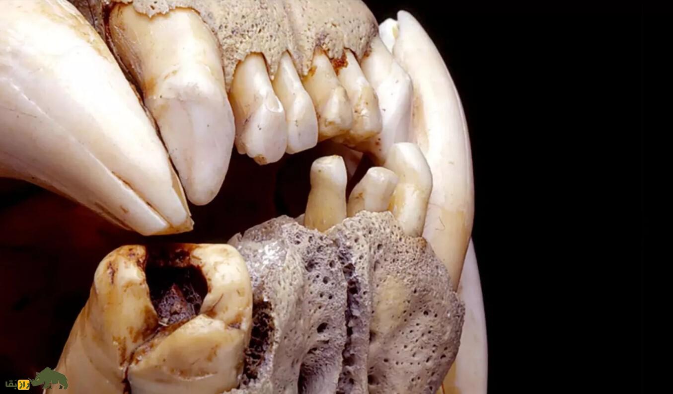 شیر‌های آدم‌خوار؛ داستان هولناک دو شیر غول‌پیکر که ۳۰ کارگر را زنده زنده خوردند!