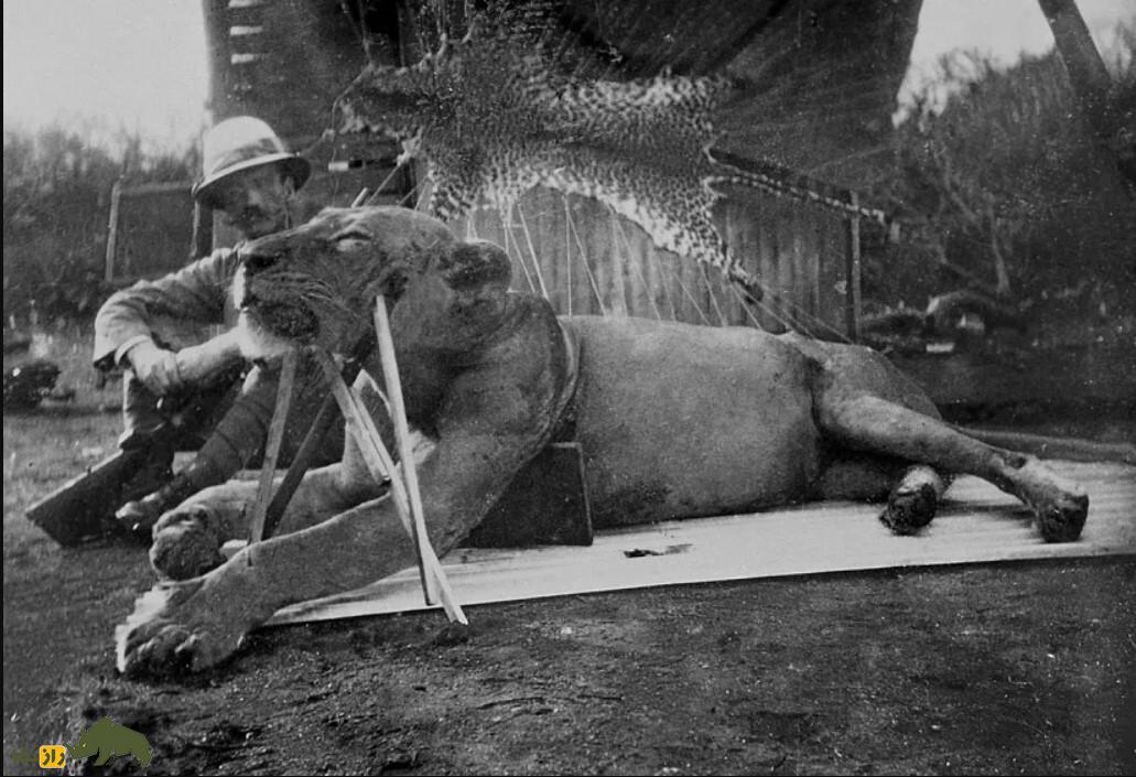 شیر‌های آدم‌خوار؛ داستان هولناک دو شیر غول‌پیکر که ۳۰ کارگر را زنده زنده خوردند!