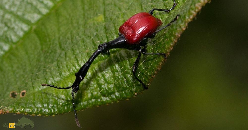 سوسکچه گردن زرافهای؛ سوسک عجیبی که گردن زرافه دارد و قیمتش یک میلیون تومان است سوسکچه گردن زرافهای؛ سوسک عجیبی که گردن زرافه دارد و قیمتش یک میلیون تومان است