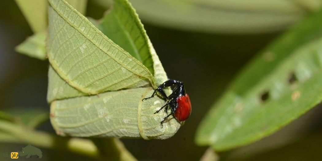 سوسکچه گردن زرافهای؛ سوسک عجیبی که گردن زرافه دارد و قیمتش یک میلیون تومان است سوسکچه گردن زرافهای؛ سوسک عجیبی که گردن زرافه دارد و قیمتش یک میلیون تومان است