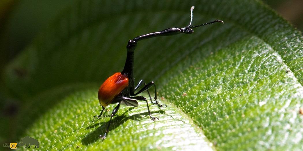 سوسکچه گردن زرافهای؛ سوسک عجیبی که گردن زرافه دارد و قیمتش یک میلیون تومان است سوسکچه گردن زرافهای؛ سوسک عجیبی که گردن زرافه دارد و قیمتش یک میلیون تومان است