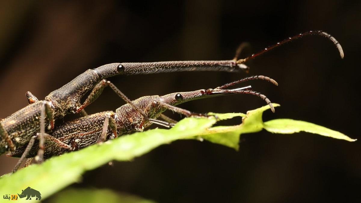 سوسکچه گردن زرافهای؛ سوسک عجیبی که گردن زرافه دارد و قیمتش یک میلیون تومان است سوسکچه گردن زرافهای؛ سوسک عجیبی که گردن زرافه دارد و قیمتش یک میلیون تومان است