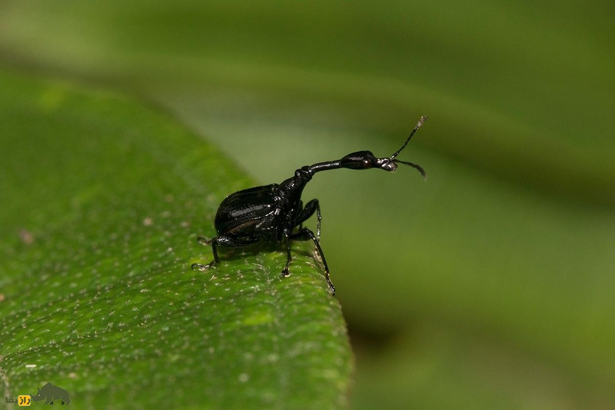 سوسکچه گردن زرافهای؛ سوسک عجیبی که گردن زرافه دارد و قیمتش یک میلیون تومان است سوسکچه گردن زرافهای؛ سوسک عجیبی که گردن زرافه دارد و قیمتش یک میلیون تومان است