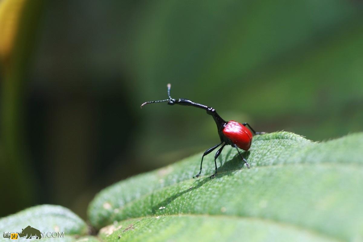 سوسکچه گردن زرافهای؛ سوسک عجیبی که گردن زرافه دارد و قیمتش یک میلیون تومان است سوسکچه گردن زرافهای؛ سوسک عجیبی که گردن زرافه دارد و قیمتش یک میلیون تومان است
