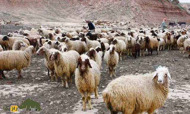گوسفند سنگسری؛ گوسفند پرطرفدار در ایران که بزرگترین کوچنده جهان است گوسفند سنگسری؛ گوسفند پرطرفدار در ایران که بزرگترین کوچنده جهان است