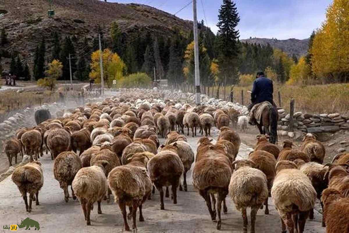 گوسفند سنگسری؛ سرسختترین گوسفند ایران که بزرگترین کوچنده جهان است گله گوسفند سنگسری با چوپان