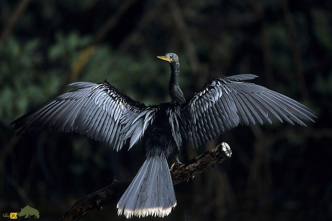 آنهینگا یا مار گردن آمریکایی، پرنده زیبایی که بینی ندارد و لباس مخصوص جفتگیری میپوشد آنهینگا یا مار گردن آمریکایی، پرنده زیبایی که بینی ندارد و لباس مخصوص جفتگیری میپوشد