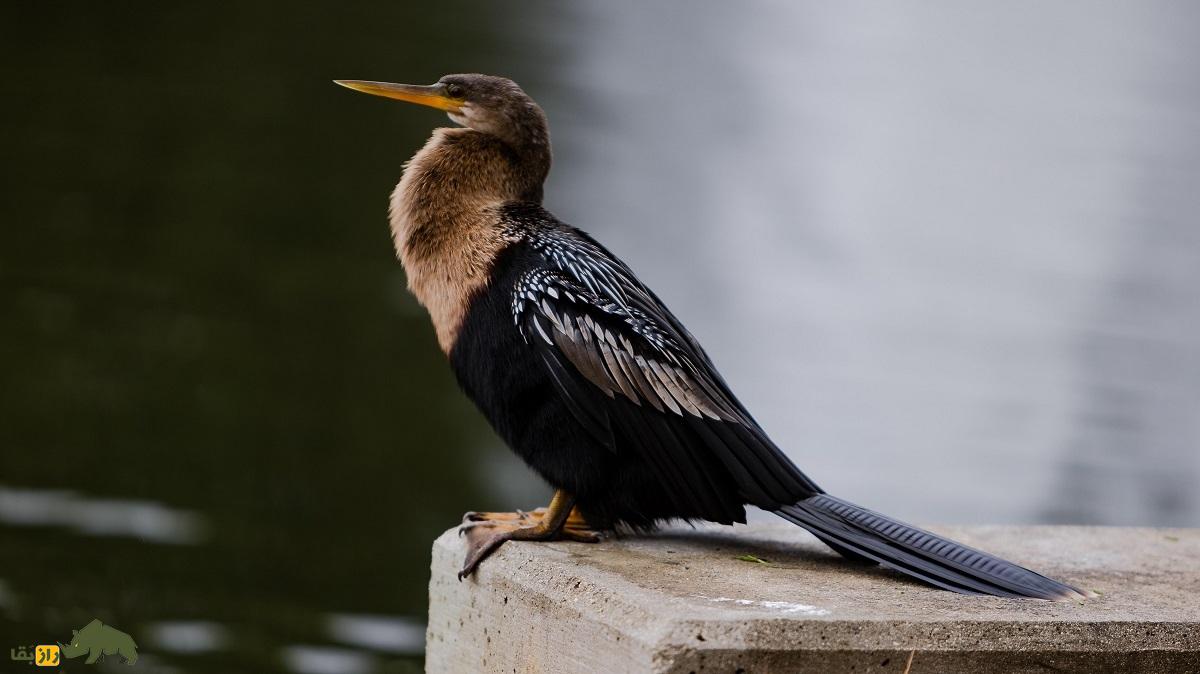 آنهینگا یا مار گردن آمریکایی، پرنده زیبایی که بینی ندارد و لباس مخصوص جفتگیری میپوشد آنهینگا یا مار گردن آمریکایی، پرنده زیبایی که بینی ندارد و لباس مخصوص جفتگیری میپوشد