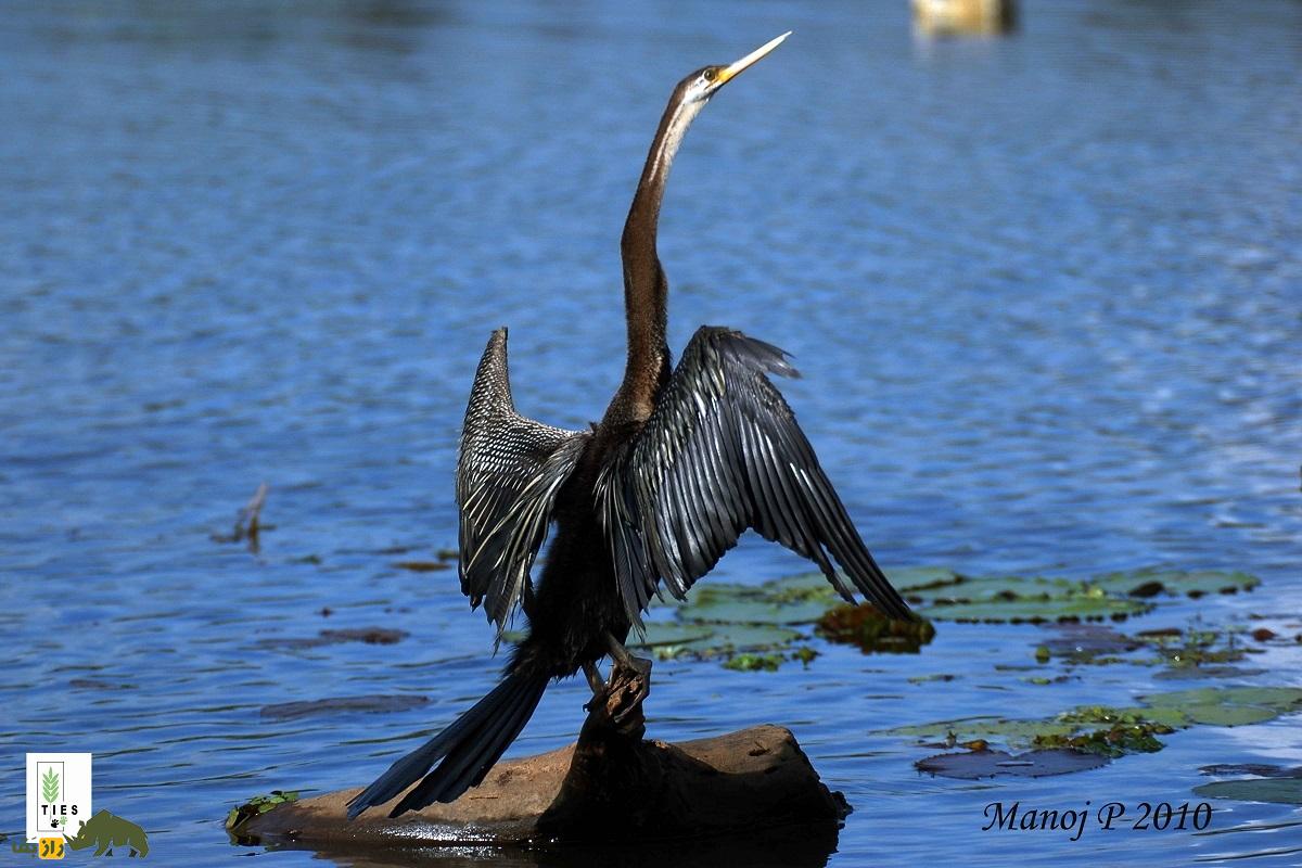 آنهینگا یا مار گردن آمریکایی، پرنده زیبایی که بینی ندارد و لباس مخصوص جفتگیری میپوشد آنهینگا یا مار گردن آمریکایی، پرنده زیبایی که بینی ندارد و لباس مخصوص جفتگیری میپوشد