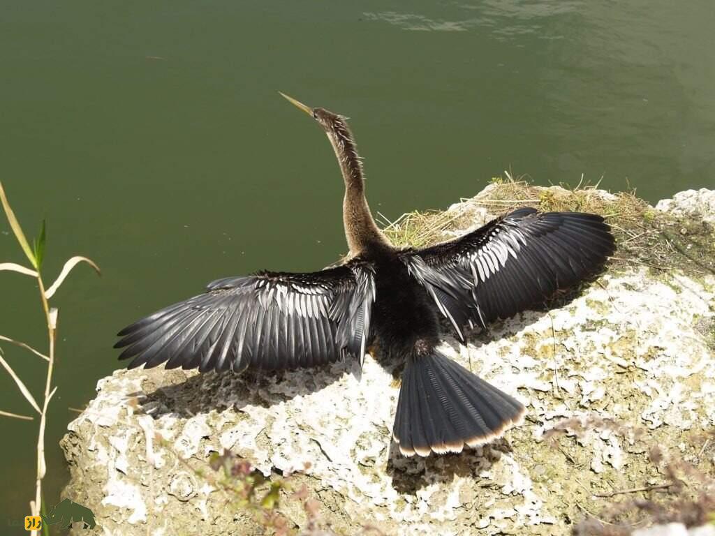آنهینگا یا مار گردن آمریکایی، پرنده زیبایی که بینی ندارد و لباس مخصوص جفتگیری میپوشد آنهینگا یا مار گردن آمریکایی، پرنده زیبایی که بینی ندارد و لباس مخصوص جفتگیری میپوشد