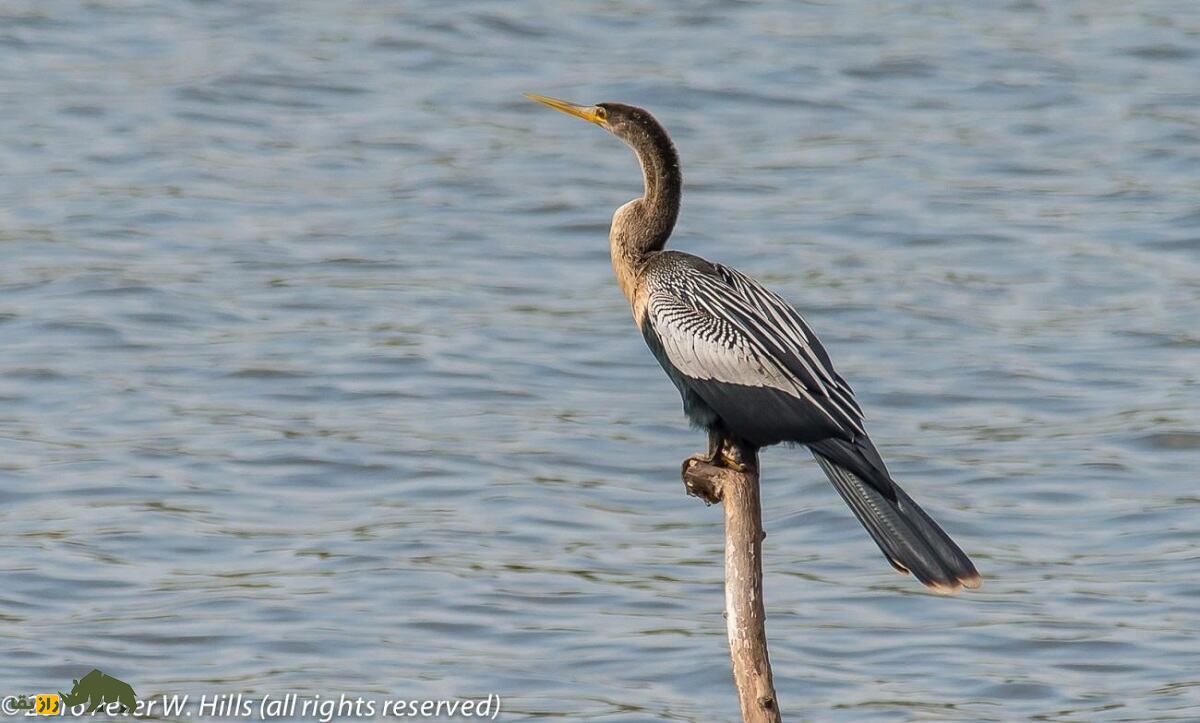 آنهینگا یا مار گردن آمریکایی، پرنده زیبایی که بینی ندارد و لباس مخصوص جفتگیری میپوشد آنهینگا یا مار گردن آمریکایی، پرنده زیبایی که بینی ندارد و لباس مخصوص جفتگیری میپوشد