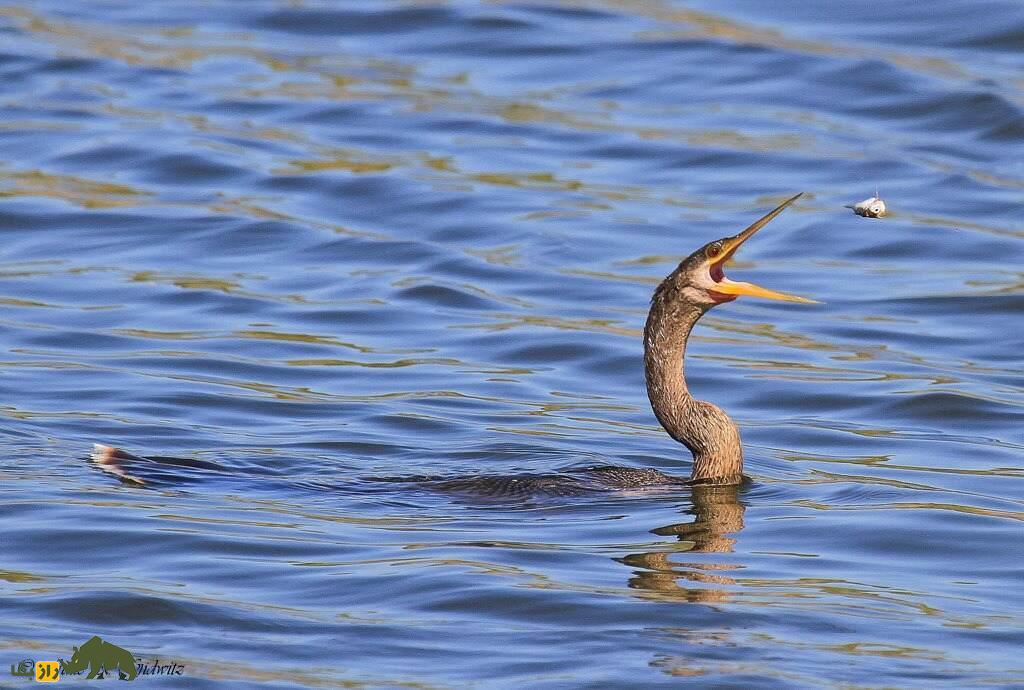 آنهینگا یا مار گردن آمریکایی، پرنده زیبایی که بینی ندارد و لباس مخصوص جفتگیری میپوشد آنهینگا یا مار گردن آمریکایی، پرنده زیبایی که بینی ندارد و لباس مخصوص جفتگیری میپوشد