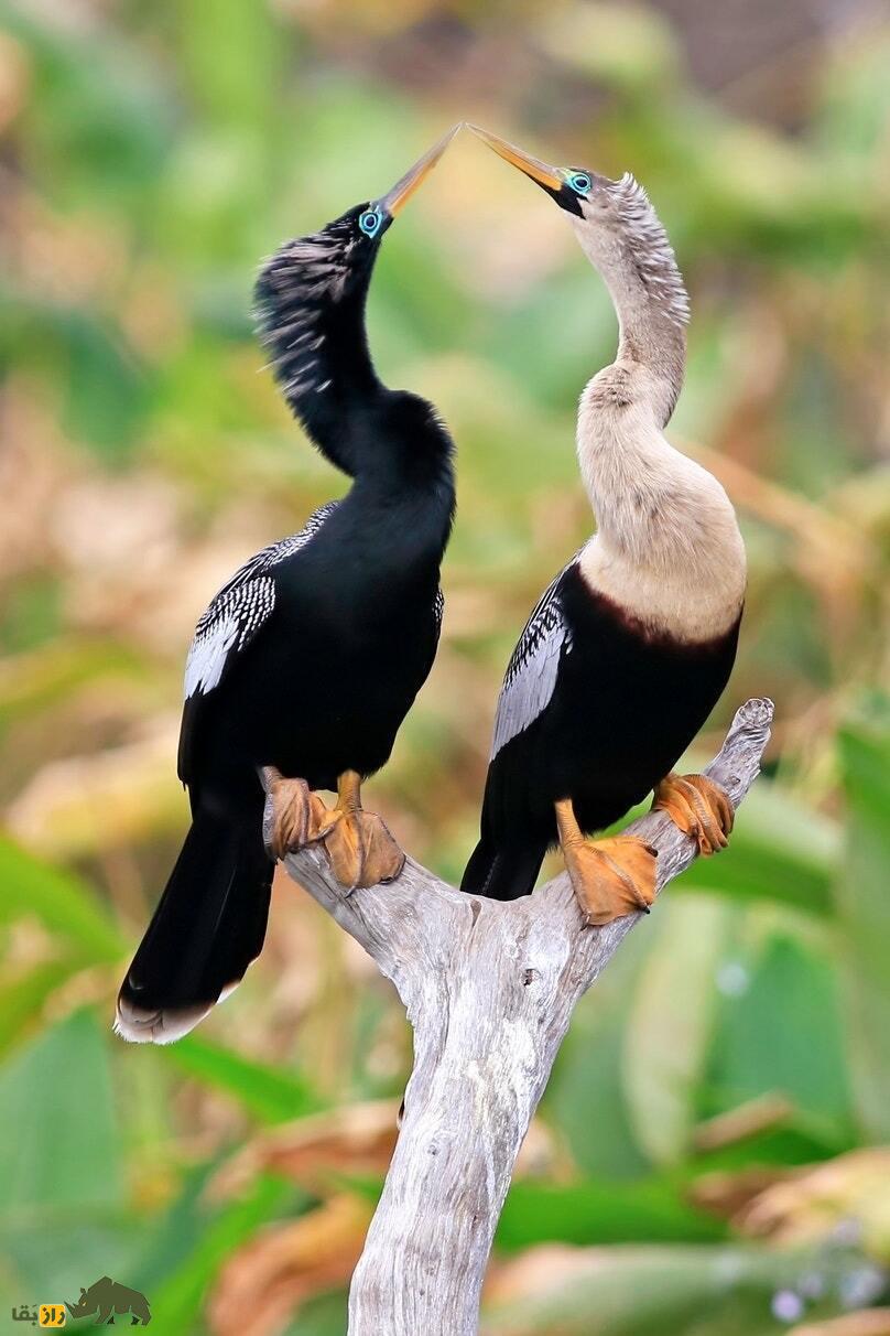 آنهینگا یا مار گردن آمریکایی، پرنده زیبایی که بینی ندارد و لباس مخصوص جفتگیری میپوشد آنهینگا یا مار گردن آمریکایی، پرنده زیبایی که بینی ندارد و لباس مخصوص جفتگیری میپوشد