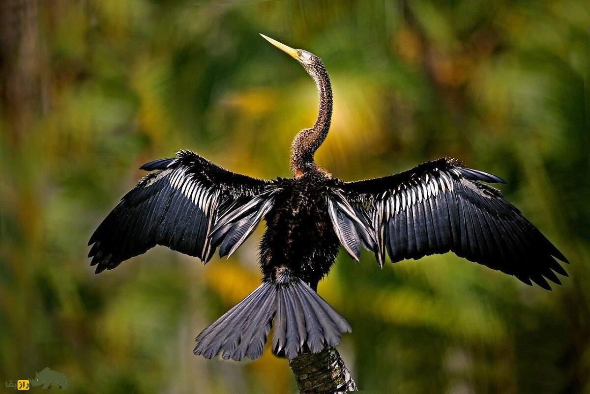 آنهینگا یا مار گردن آمریکایی، پرنده زیبایی که بینی ندارد و لباس مخصوص جفتگیری میپوشد آنهینگا یا مار گردن آمریکایی، پرنده زیبایی که بینی ندارد و لباس مخصوص جفتگیری میپوشد