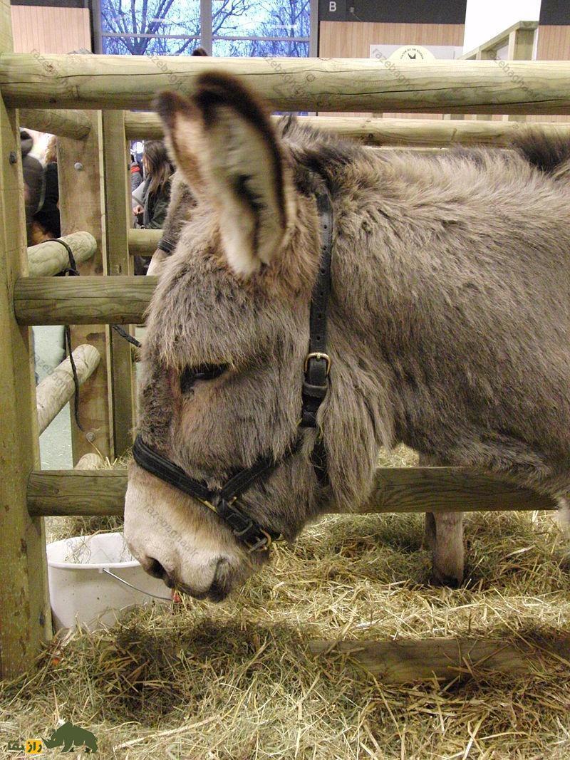 الاغ کوتنتین؛ خر فرانسوی قدیمی که از شیرش صابون تهیه می‌شود