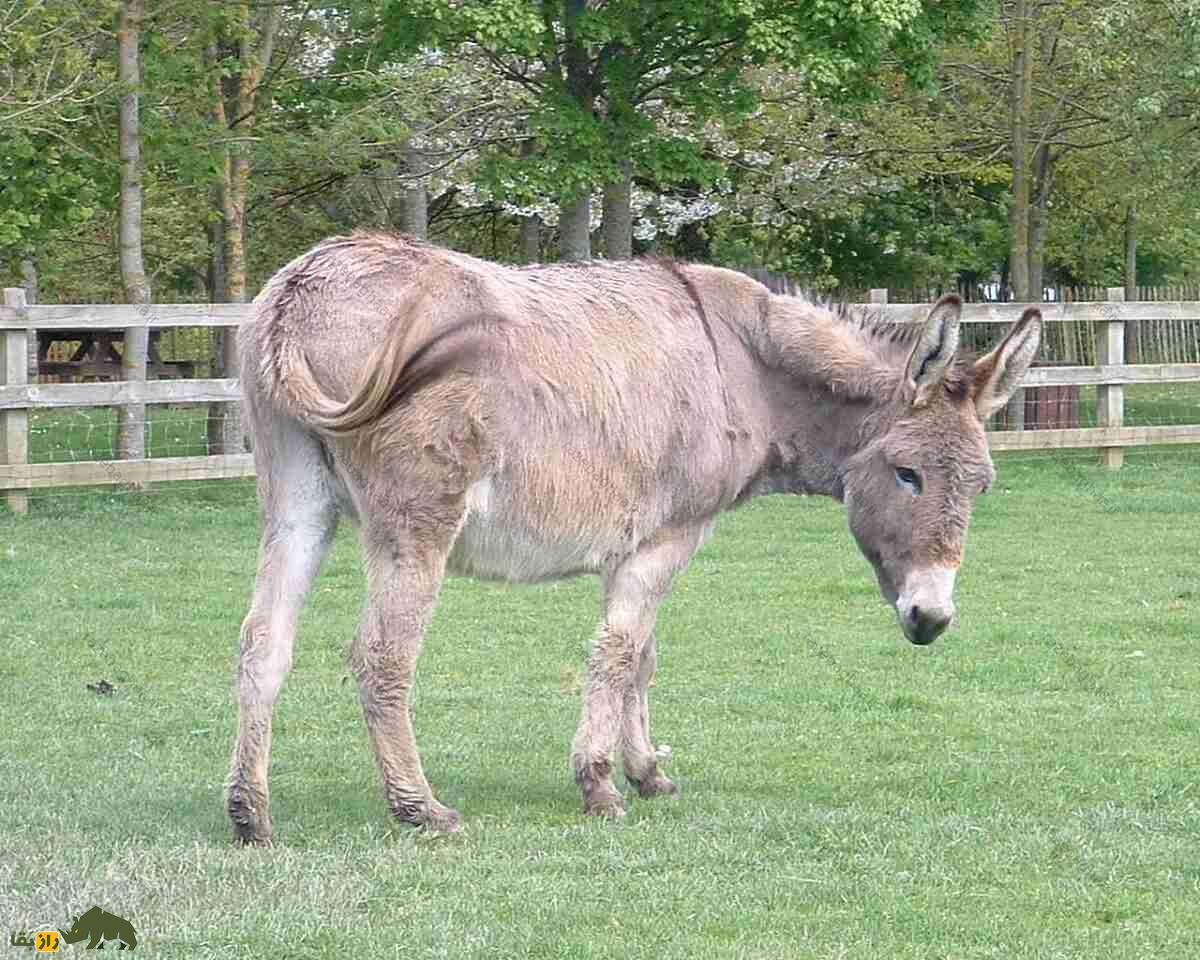 الاغ کوتنتین؛ خر فرانسوی قدیمی که از شیرش صابون تهیه می‌شود