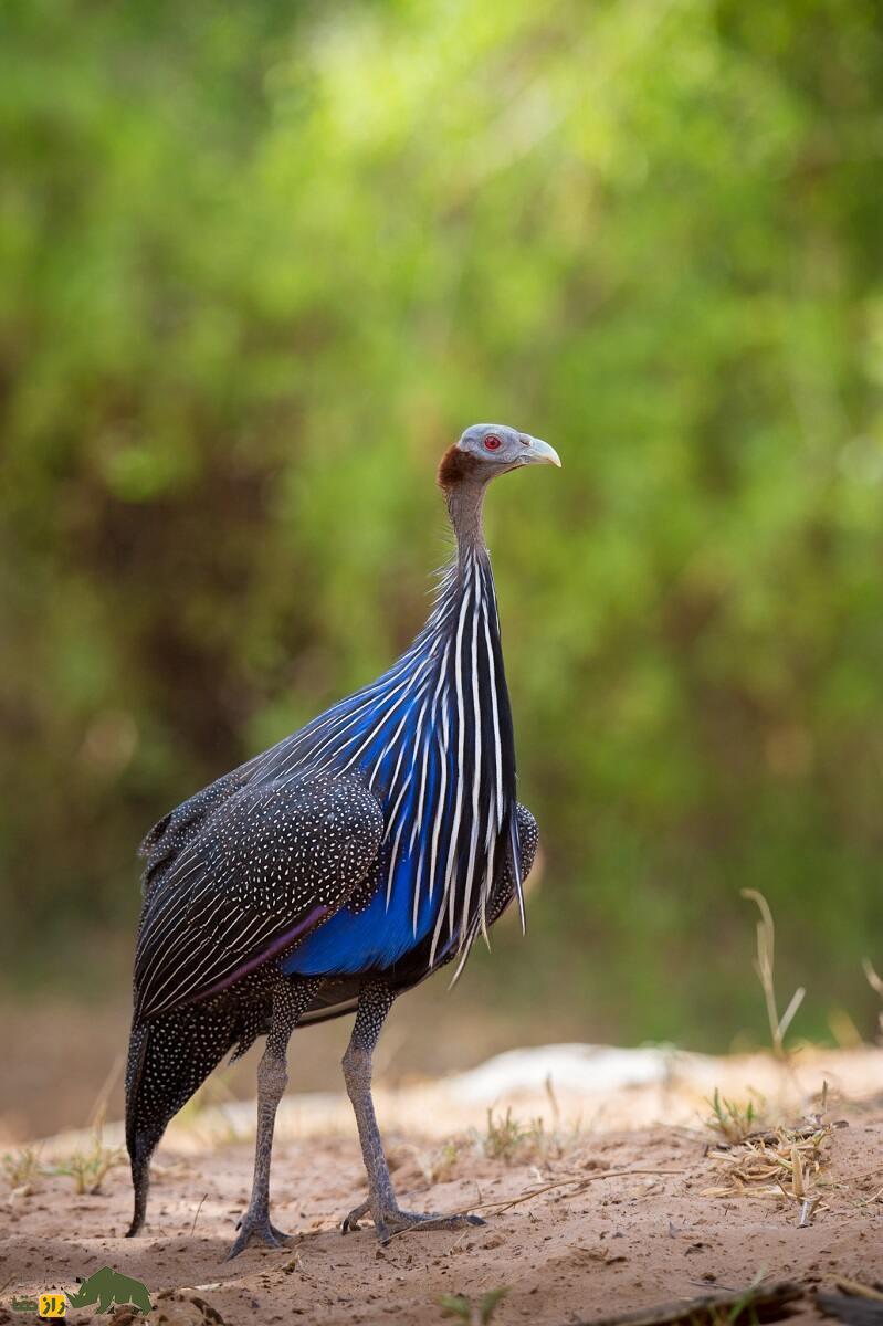 مرغ شاخدار کرکسی؛ زشتترین پرنده دنیا که ۳۵ کیلومتر در ساعت حرکت میکند مرغ شاخدار کرکسی؛ زشتترین پرنده دنیا که ۳۵ کیلومتر در ساعت حرکت میکند