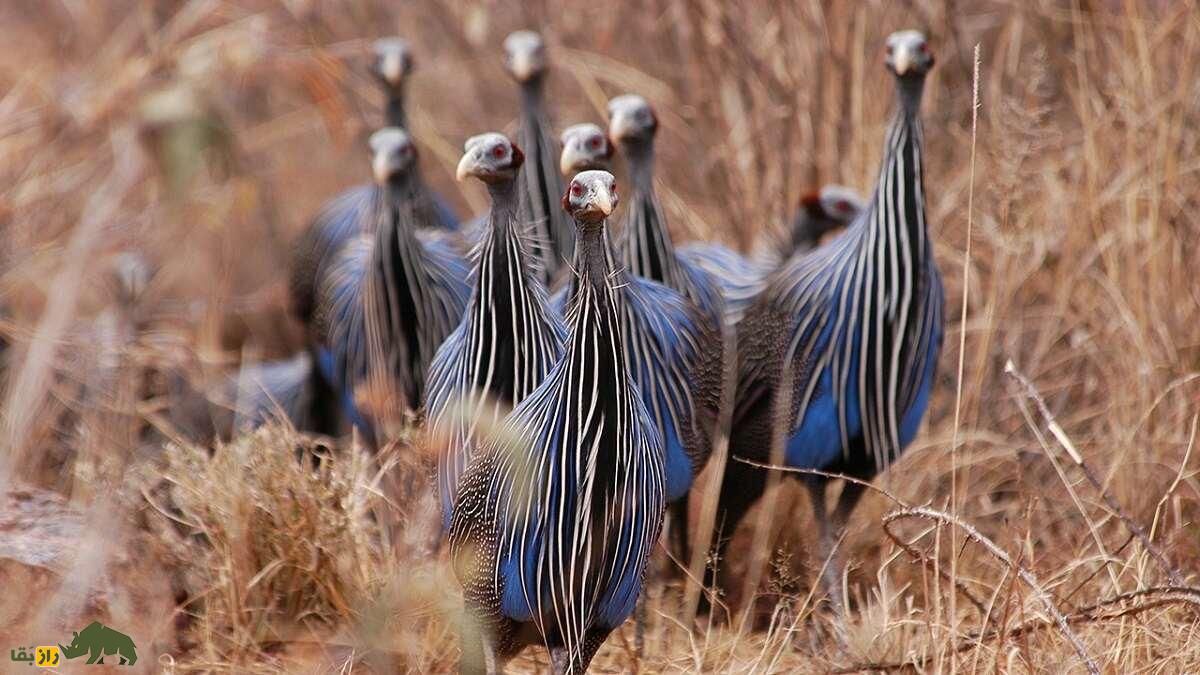 مرغ شاخدار کرکسی؛ زشتترین پرنده دنیا که ۳۵ کیلومتر در ساعت حرکت میکند مرغ شاخدار کرکسی؛ زشتترین پرنده دنیا که ۳۵ کیلومتر در ساعت حرکت میکند