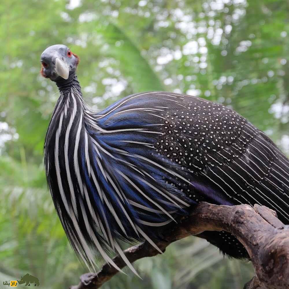 مرغ شاخدار کرکسی؛ زشتترین پرنده دنیا که ۳۵ کیلومتر در ساعت حرکت میکند مرغ شاخدار کرکسی؛ زشتترین پرنده دنیا که ۳۵ کیلومتر در ساعت حرکت میکند