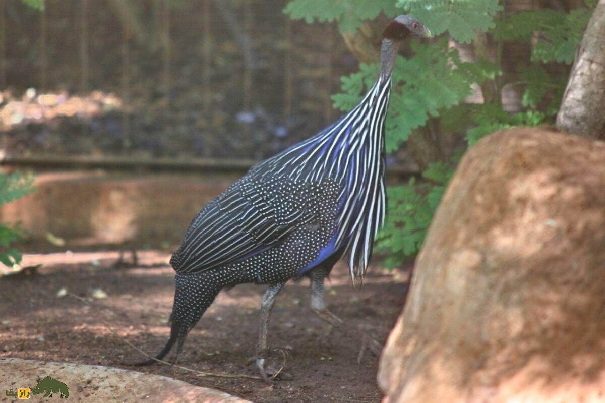 مرغ شاخدار کرکسی؛ زشتترین پرنده دنیا که ۳۵ کیلومتر در ساعت حرکت میکند مرغ شاخدار کرکسی؛ زشتترین پرنده دنیا که ۳۵ کیلومتر در ساعت حرکت میکند