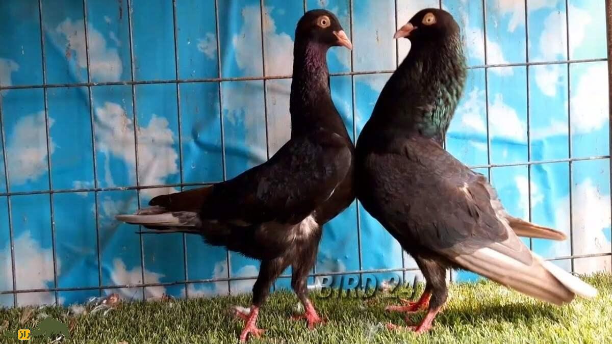 کبوتر زیترهال؛ کبوتر عجیبی که گردنی شبیه «قو» دارد و آن را میلرزاند کبوتر زیترهال؛ کبوتر عجیبی که گردنی شبیه «قو» دارد و آن را میلرزاند