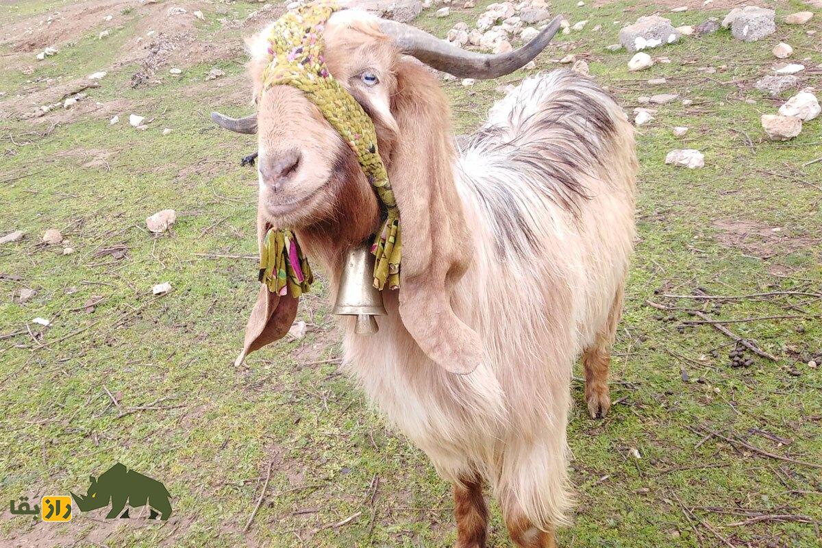بز آبازا؛ بز چغر و بد بدن روس که گوشتی بسیار گران دارد و کل روسیه را شیر میدهد! بز آبازا؛ بز چغر و بد بدن روس که گوشتی بسیار گران دارد و کل روسیه را شیر میدهد!
