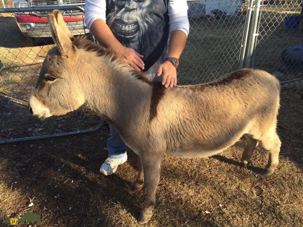 خر نورمن؛ خر قدیمی فرانسوی که متخصص حمل شیر است خر نورمن؛ خر قدیمی فرانسوی که متخصص حمل شیر است
