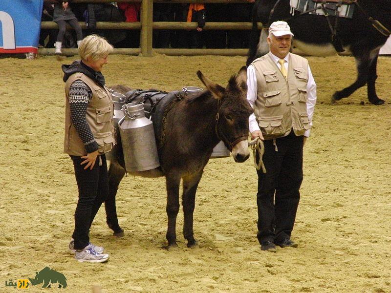 خر نورمن؛ خر قدیمی فرانسوی که متخصص حمل شیر است خر نورمن؛ خر قدیمی فرانسوی که متخصص حمل شیر است