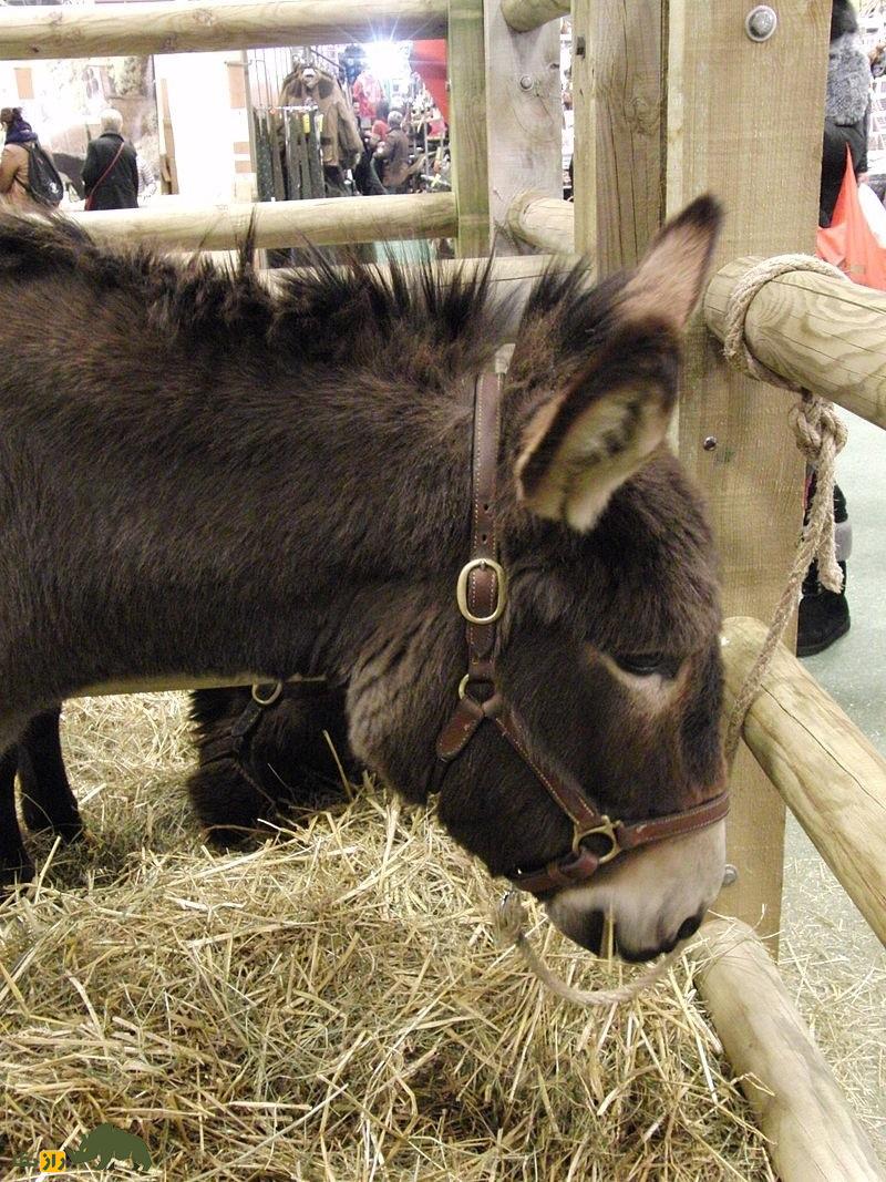 خر نورمن؛ خر قدیمی فرانسوی که متخصص حمل شیر است خر نورمن؛ خر قدیمی فرانسوی که متخصص حمل شیر است