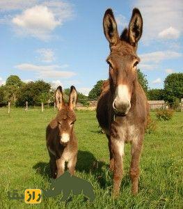 خر نورمن؛ خر قدیمی فرانسوی که متخصص حمل شیر است خر نورمن؛ خر قدیمی فرانسوی که متخصص حمل شیر است