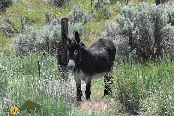 خر نورمن؛ خر قدیمی فرانسوی که متخصص حمل شیر است خر نورمن؛ خر قدیمی فرانسوی که متخصص حمل شیر است