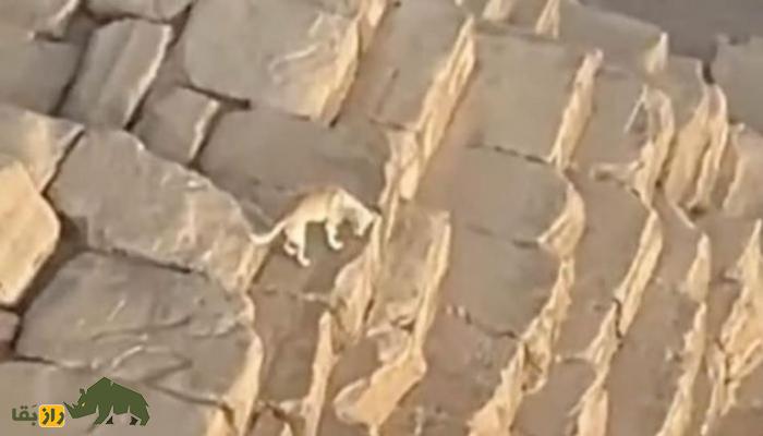 بازگشت خدای مردگان به مصر؛ «سگی که میلیون‌ها نفر را می‌خورد»!