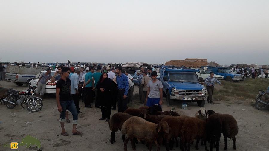 گوسفند آتابای؛ گوسفند معروف به دالاق و «نیم‌دنبه» که محبوب‌ترین گوسفند ترکمن‌هاست