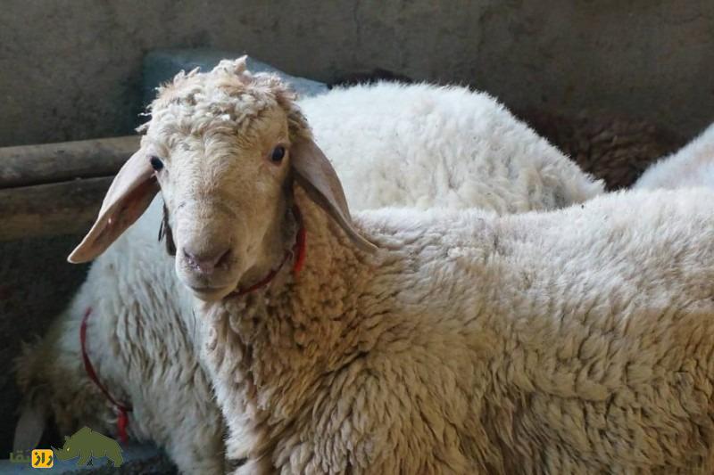گوسفند اتابای یا دالاق؛ گوسفند معروف به «نیم‌دنبه» که مردم ترکمن عاشقش هستند