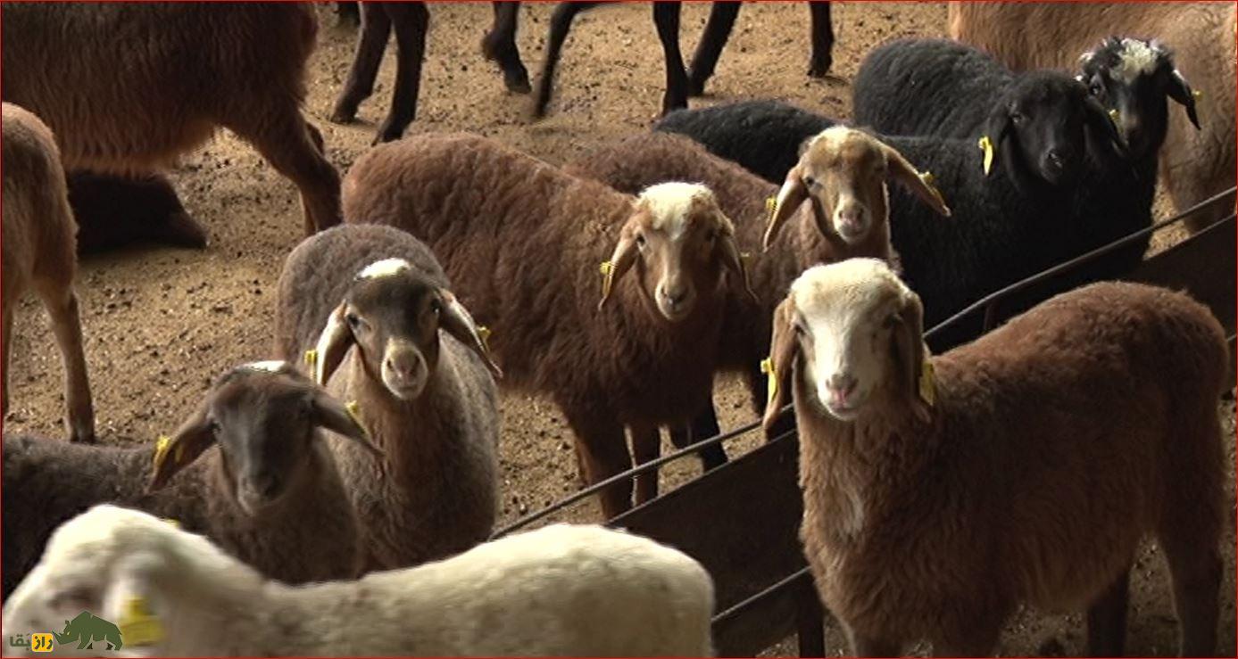 گوسفند اتابای یا دالاق؛ گوسفند معروف به «نیم‌دنبه» که مردم ترکمن عاشقش هستند