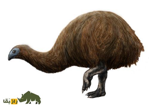 موآ؛ پرنده غولپیکر با ۴ متر قد و ۲۳۰ کیلوگرم که شباهت عجیبی به شترمرغ دارد موآ؛ پرنده غولپیکر با ۴ متر قد و ۲۳۰ کیلوگرم که شباهت عجیبی به شترمرغ دارد