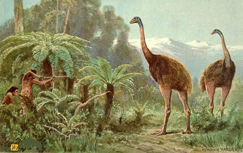 موآ؛ پرنده غولپیکر با ۴ متر قد و ۲۳۰ کیلوگرم که شباهت عجیبی به شترمرغ دارد موآ؛ پرنده غولپیکر با ۴ متر قد و ۲۳۰ کیلوگرم که شباهت عجیبی به شترمرغ دارد