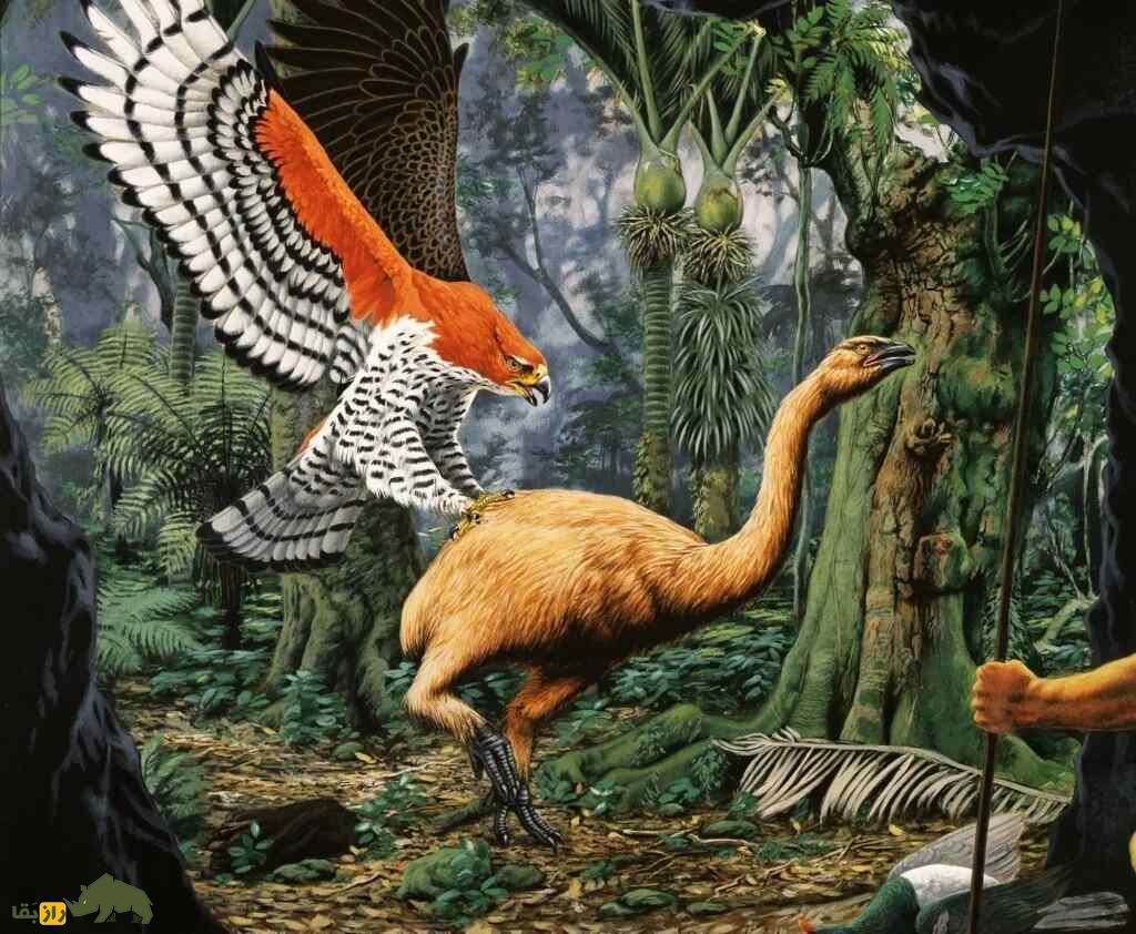 موآ؛ پرنده غولپیکر با ۴ متر قد و ۲۳۰ کیلوگرم که شباهت عجیبی به شترمرغ دارد موآ؛ پرنده غولپیکر با ۴ متر قد و ۲۳۰ کیلوگرم که شباهت عجیبی به شترمرغ دارد