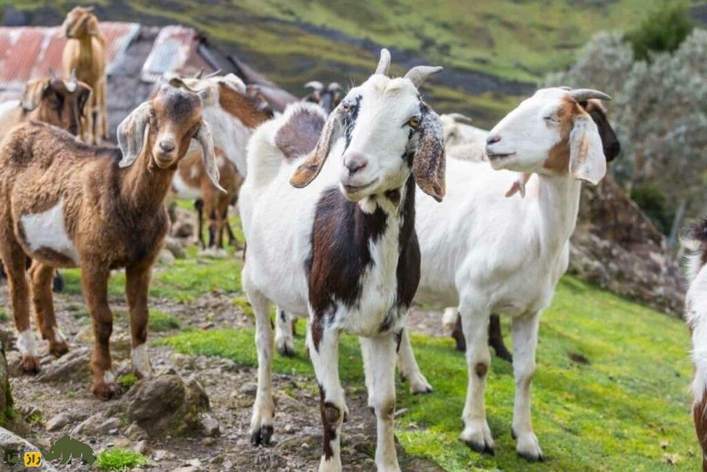 بز صورتی یا کونی (Kunyi)؛ بز هندی که ماشین تولید شیر است