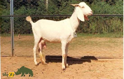 بز صورتی یا کونی (Kunyi)؛ بز هندی که ماشین تولید شیر است