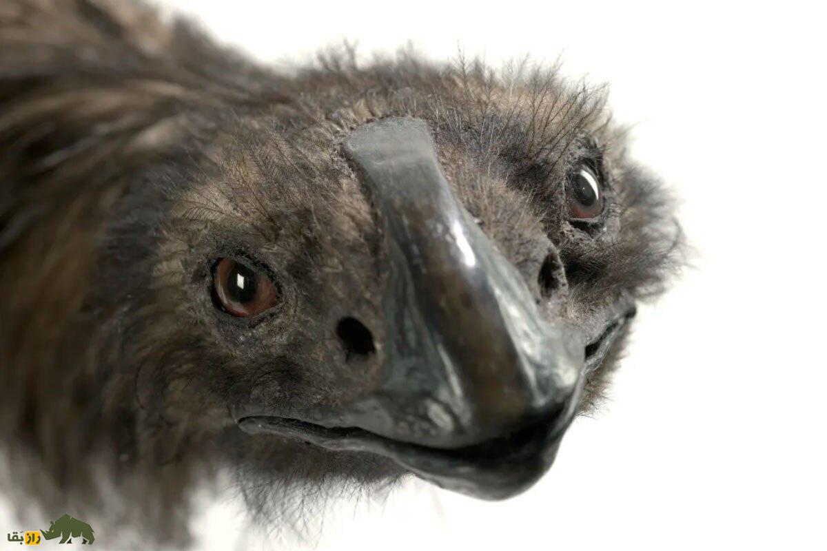 موآ؛ پرندهای غولپیکر با ۴ متر قد که آخرین دایناسور زمین بود و تا چند قرن پیش زنده بود!