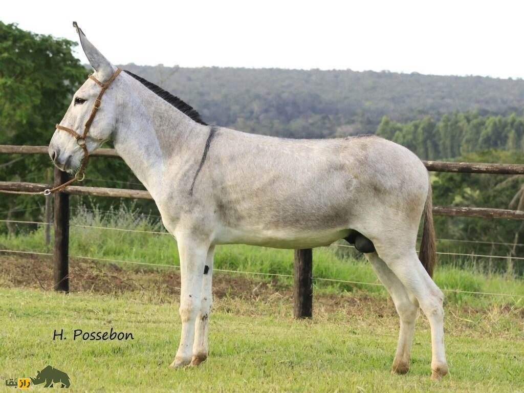 خر پِگا؛ خر زیبای برزیلی که شبیه اسب است و به خاطر گوشهایش شهره خاص و عام شده است خر پِگا؛ خر زیبای برزیلی که شبیه اسب است و به خاطر گوشهایش شهره خاص و عام شده است