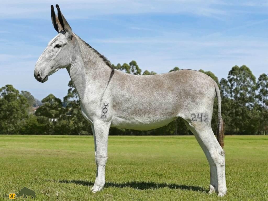 خر پِگا؛ خر زیبای برزیلی که شبیه اسب است و به خاطر گوشهایش شهره خاص و عام شده است خر پِگا؛ خر زیبای برزیلی که شبیه اسب است و به خاطر گوشهایش شهره خاص و عام شده است