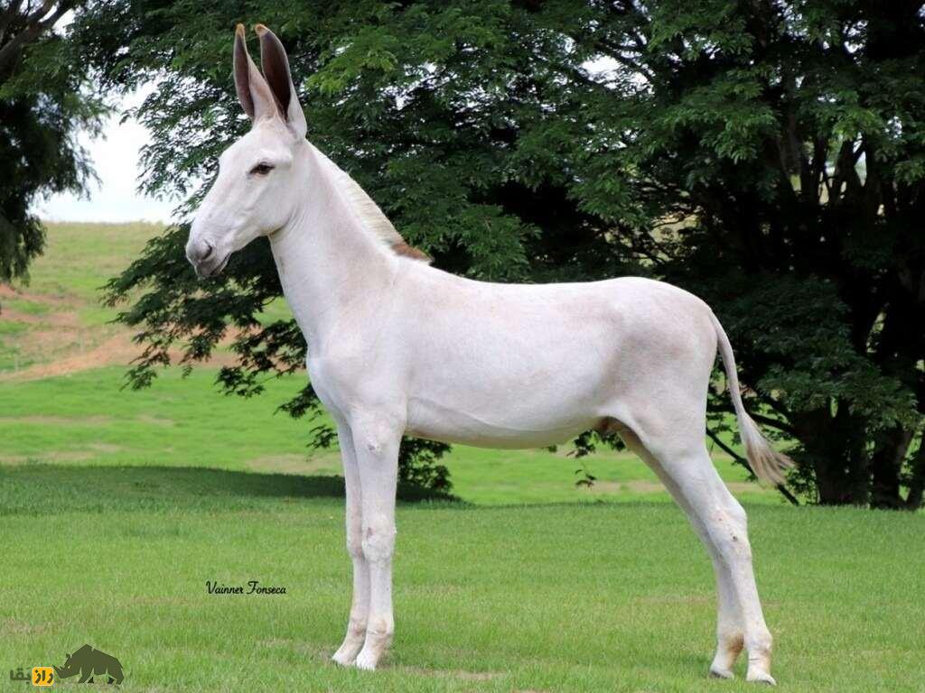 خر پِگا؛ خر زیبای برزیلی که شبیه اسب است و به خاطر گوشهایش شهره خاص و عام شده است خر پِگا؛ خر زیبای برزیلی که شبیه اسب است و به خاطر گوشهایش شهره خاص و عام شده است