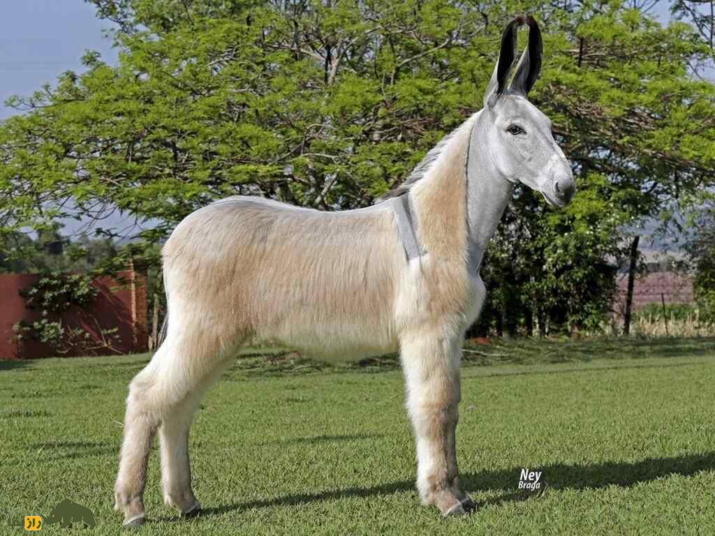 خر پِگا؛ خر زیبای برزیلی که شبیه اسب است و به خاطر گوشهایش شهره خاص و عام شده است خر پِگا؛ خر زیبای برزیلی که شبیه اسب است و به خاطر گوشهایش شهره خاص و عام شده است